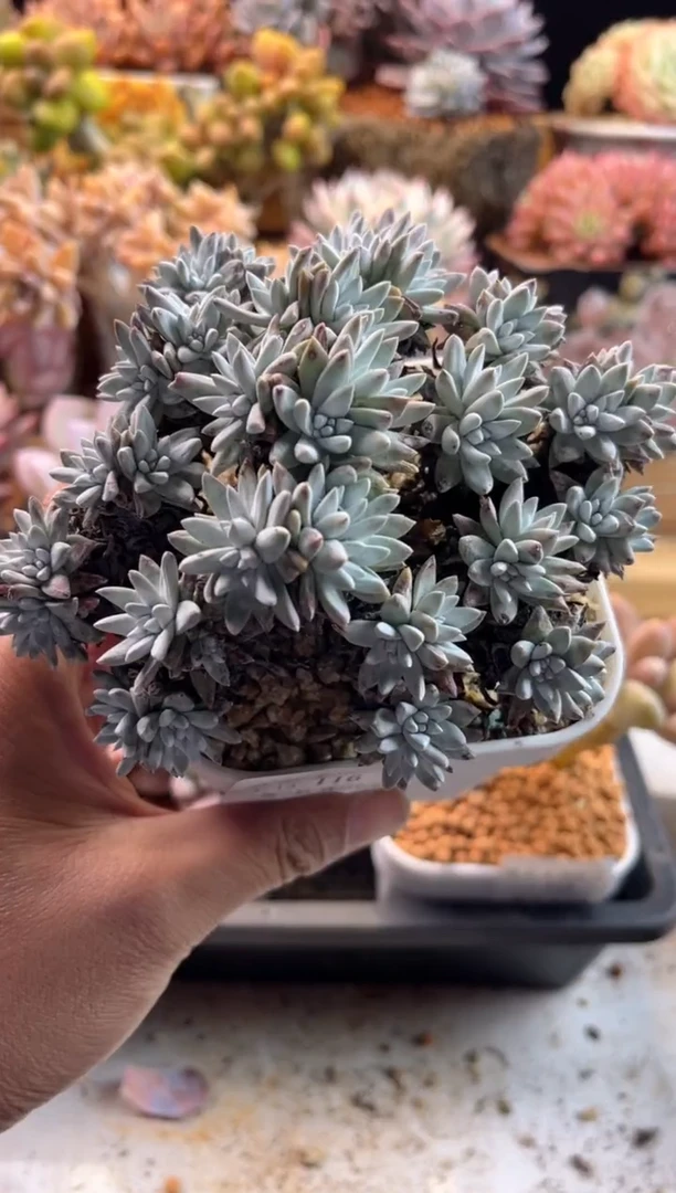 【闪购商品】1.13-116白菊