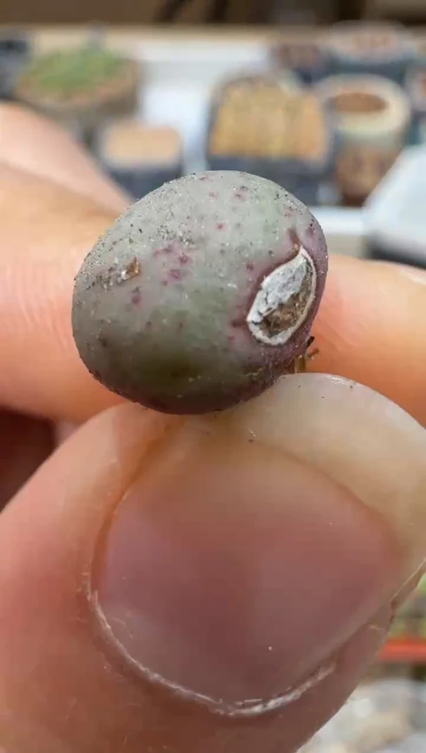 多肉植物肉锥2-372