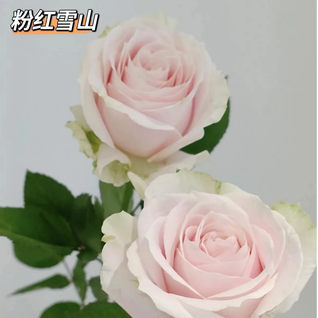 宸宸专属『粉红雪山10支』家居养花鲜花批发直播 全场两单顺丰包邮次日达 养护教程联系客服