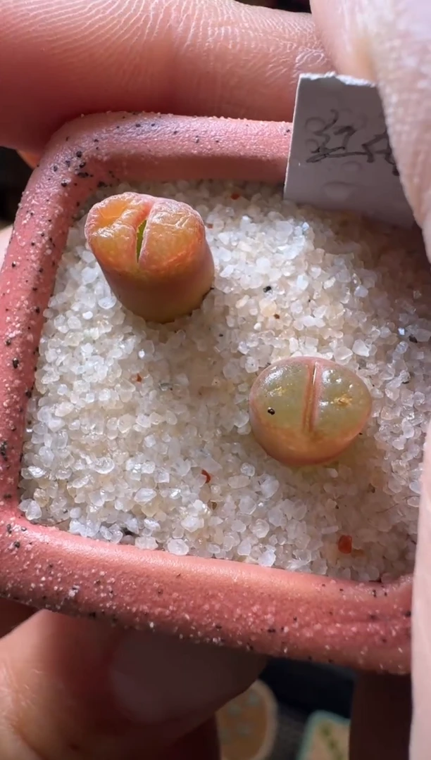 【闪购商品】6-16红佛一颗