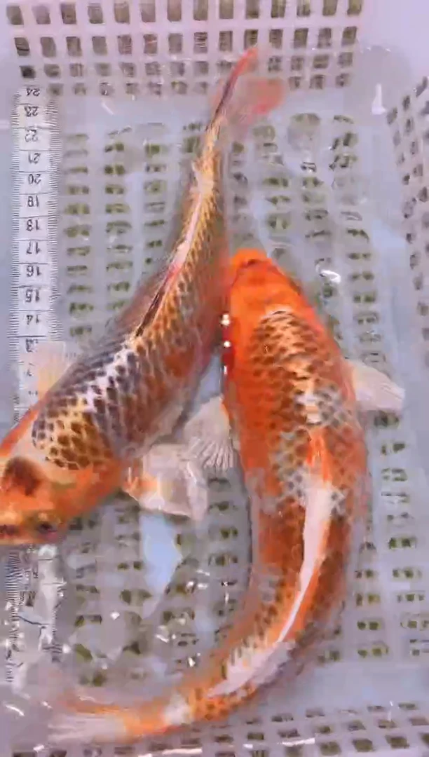 锦鲤冷水观赏鱼全场包邮94