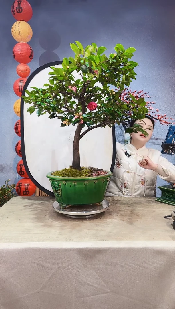 【闪购商品】盆景茶梅