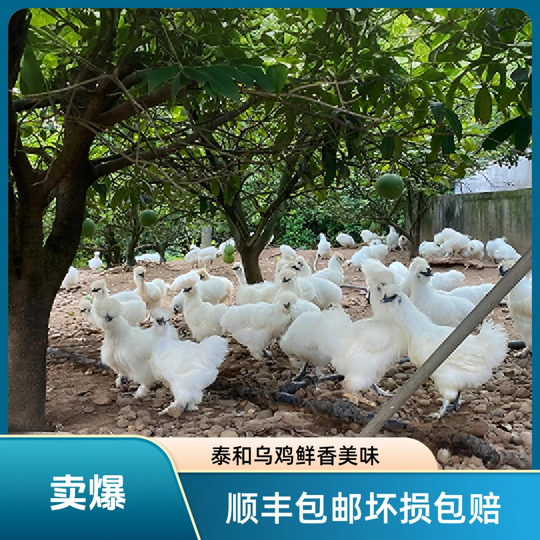 正宗原种泰和乌鸡 散养五谷喂养新鲜现杀喝汤吃肉月子鸡顺丰包邮