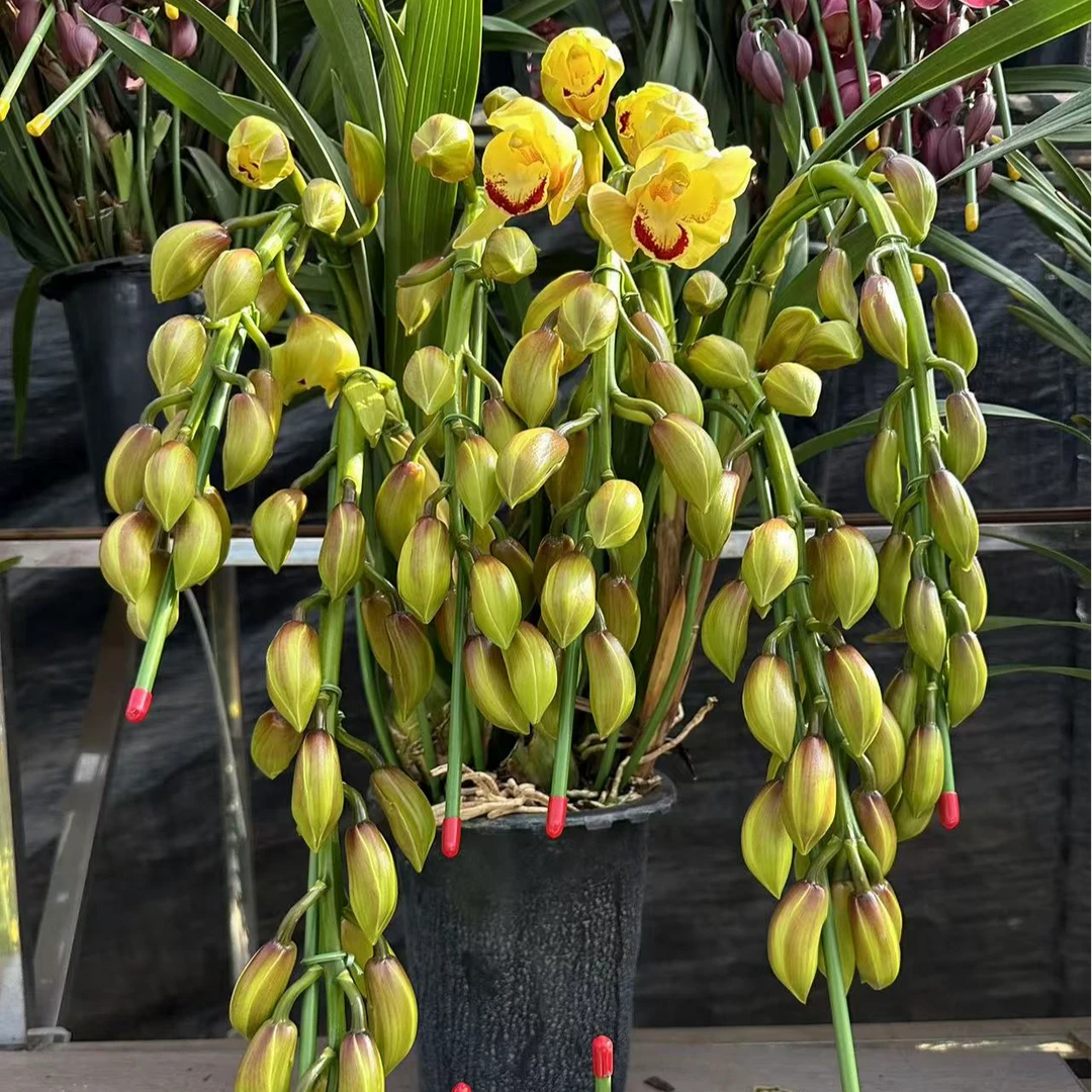 飞花|大花惠兰|黄金岁月|拱兰|