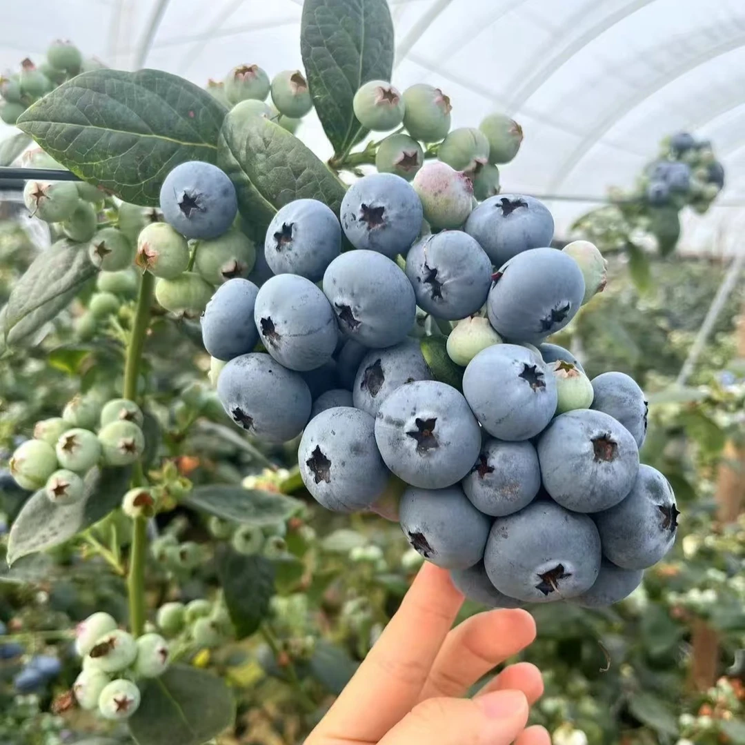 【顺丰空运】云南澄江抚仙湖25号花香蓝莓