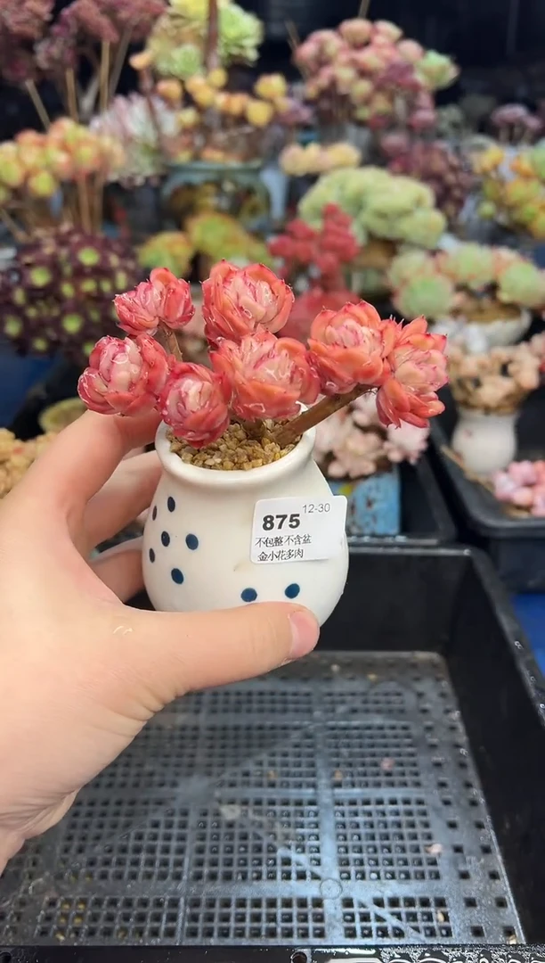 【闪购商品】875不带盆