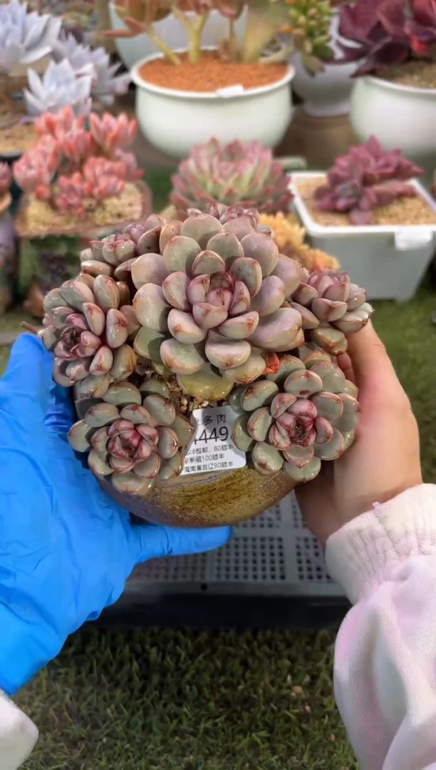 【闪购商品】14443