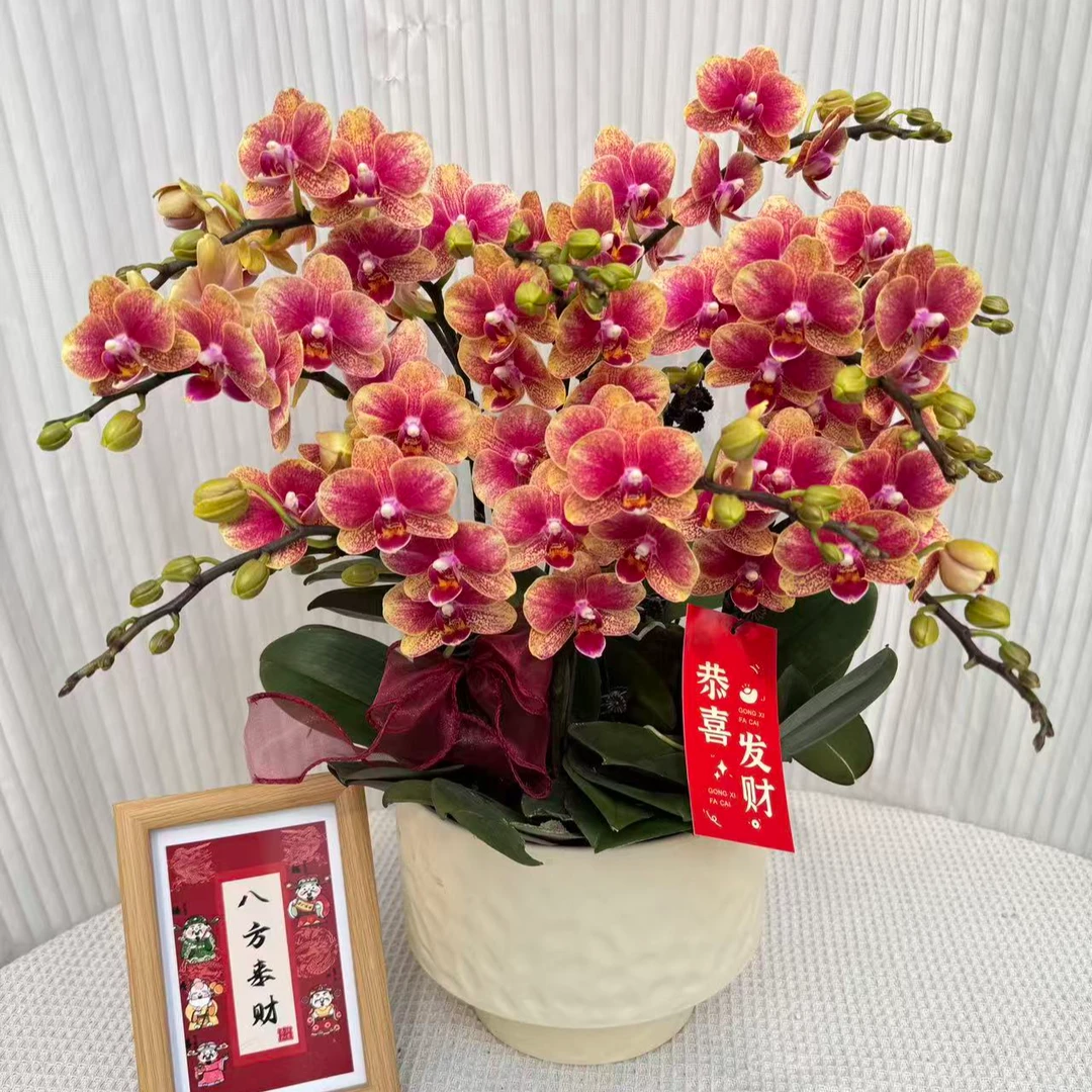 蝴蝶兰《金蝶》金红色系鲜花 有花有花苞 新鲜绿植