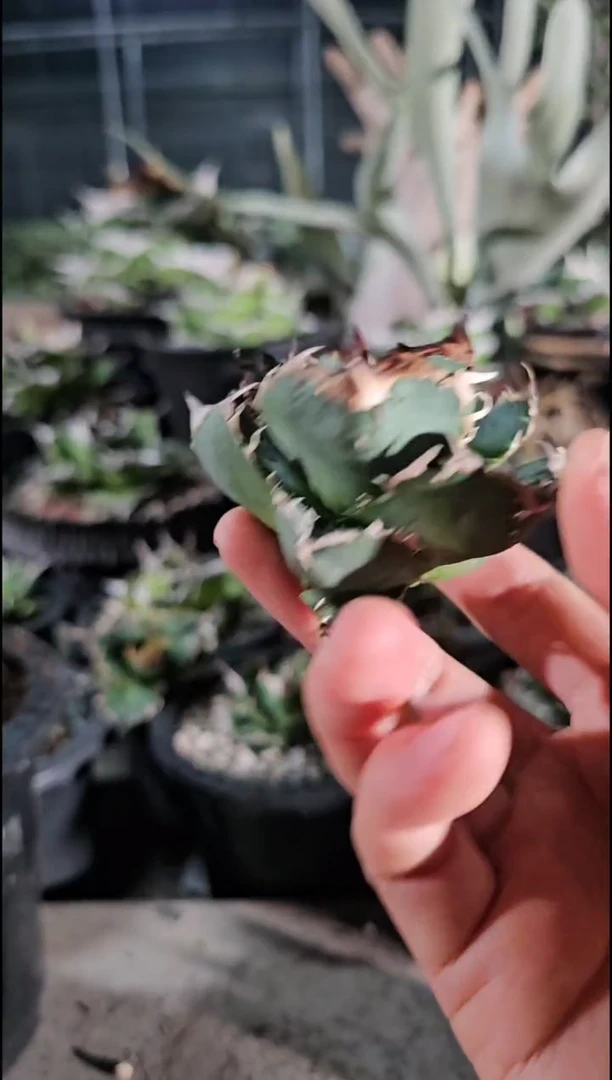 尤猪-顶芽(直播竞拍/基因保证/非组培)