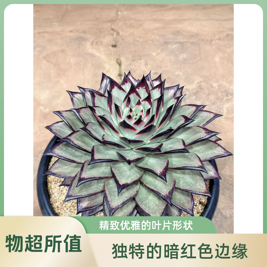 土司园艺小雨直播链接号（美乌侧芽）一物一拍