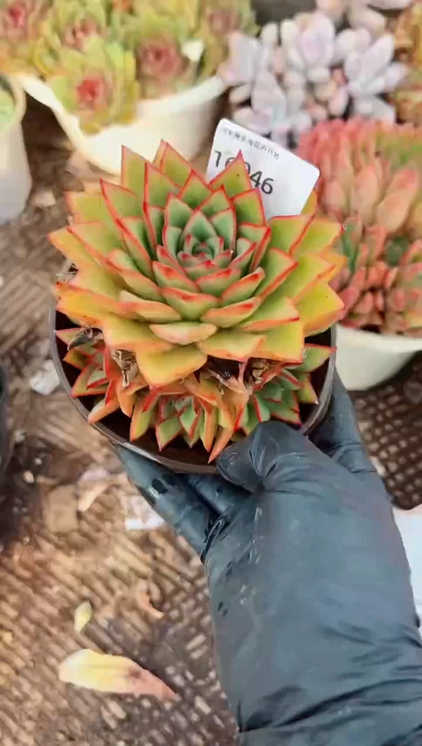 ✨****️阿迷洲多肉花16046