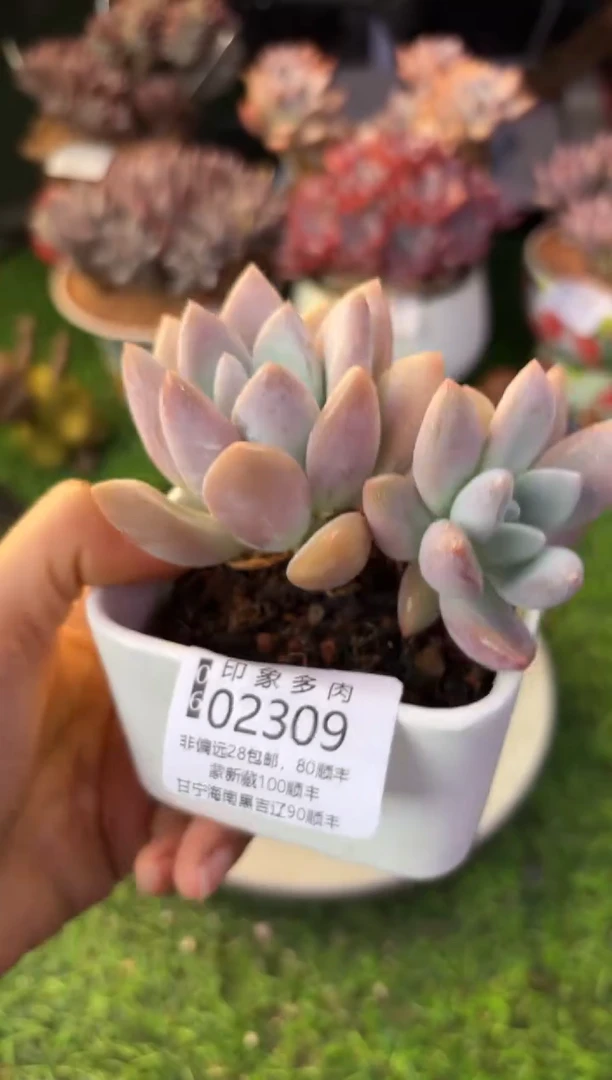 昆明印象多肉02309