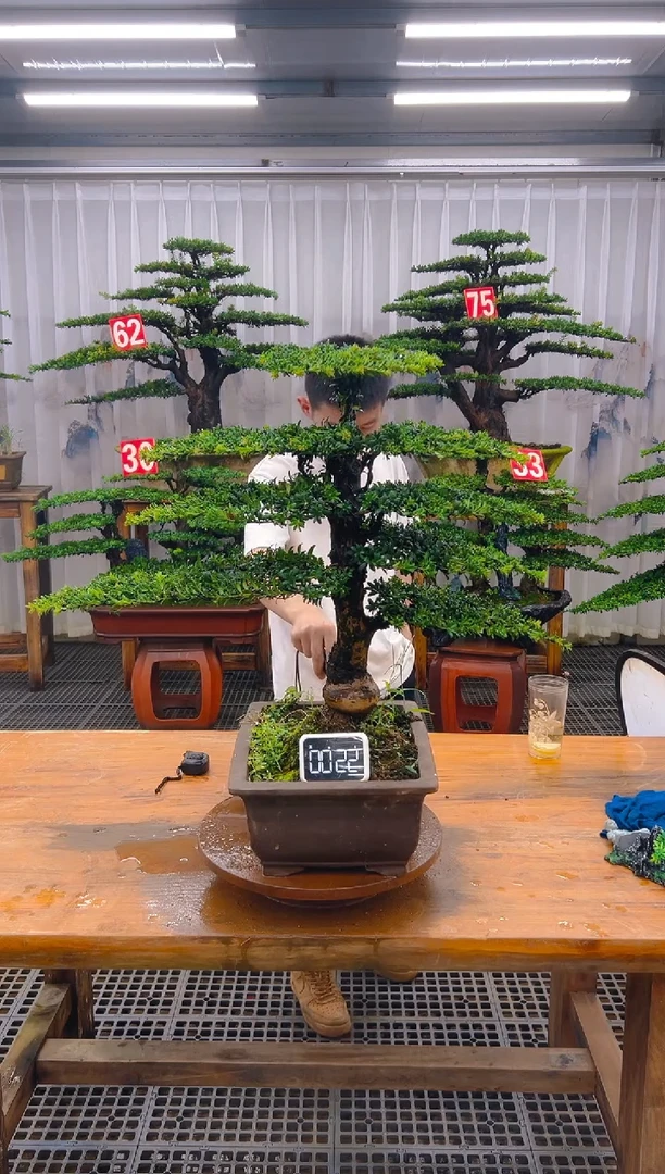 无花朵精品盆景直播间一物一拍