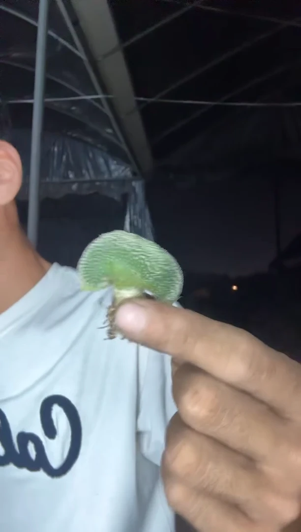 实生菊水缀化88.88