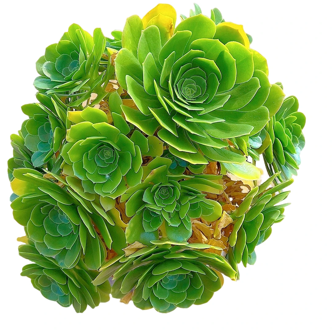 【夜光杯法师一单包邮】星花怒放阳台露台办公绿植多肉栽种养护四季