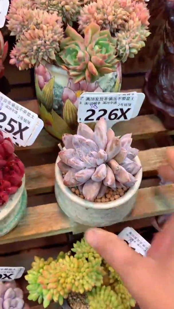 226X（一物一拍实付满28发货，默认不带盆土）