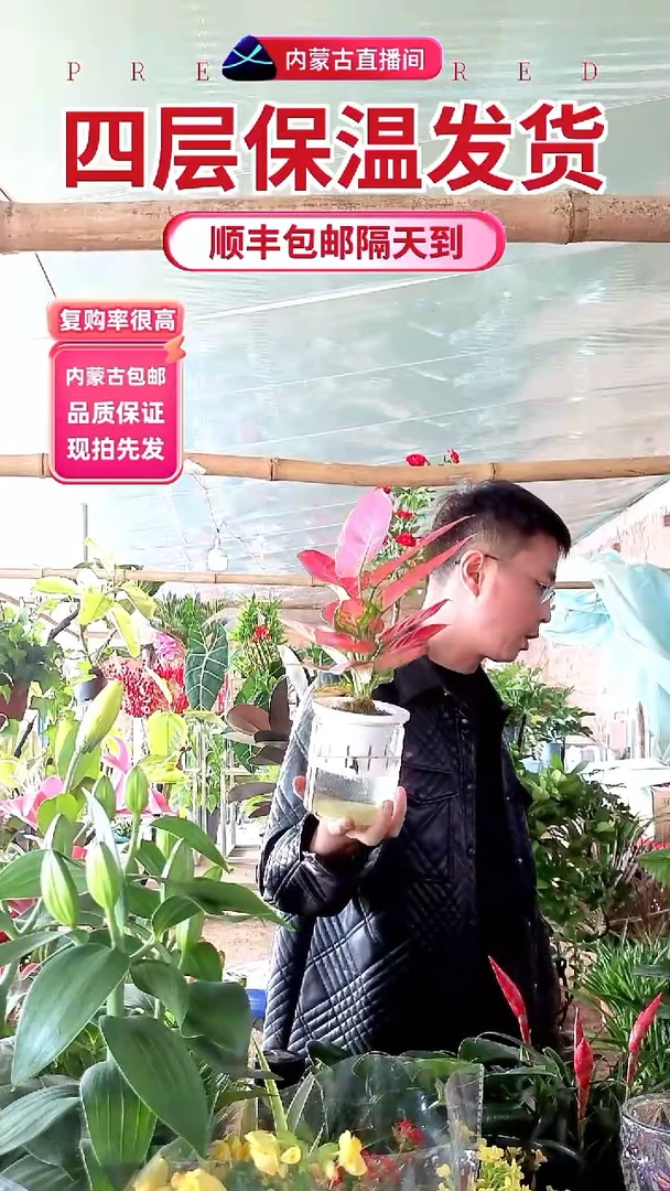 完全开放水培红如意