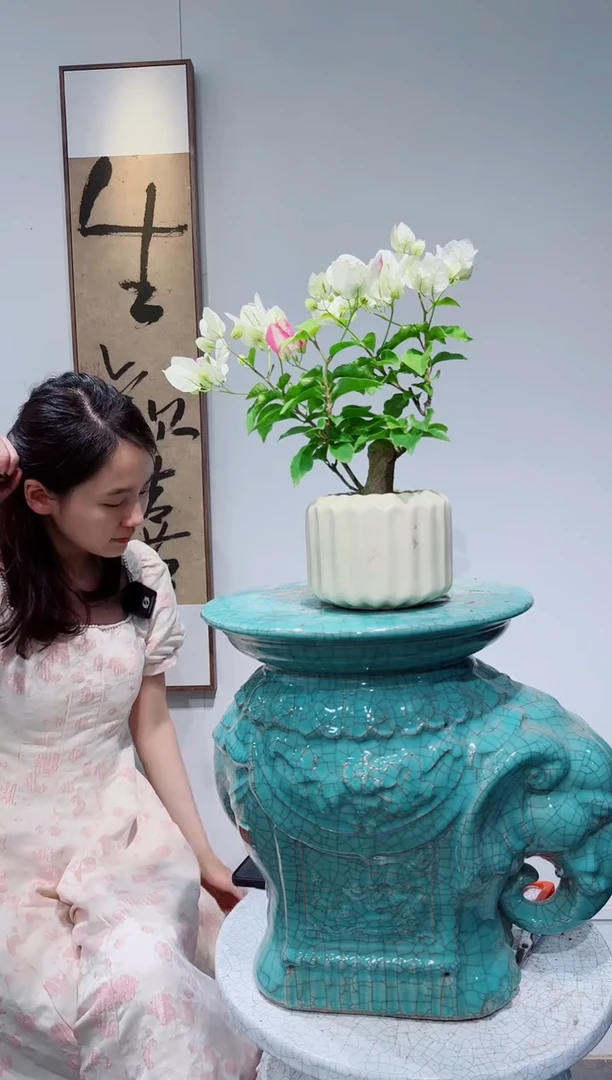 无花朵三角梅三角梅三角梅