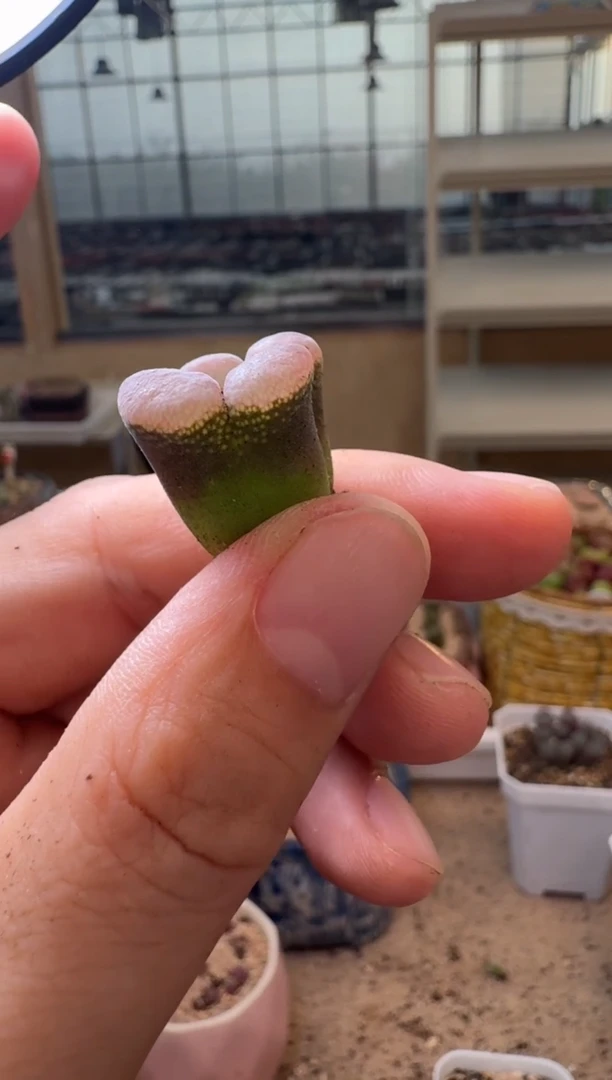 6-392多肉植物肉锥