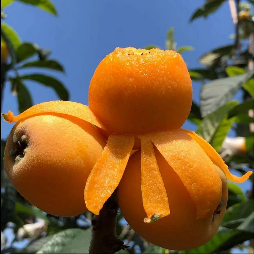 【顺丰包邮】正宗乐山高山五星枇杷枇杷新鲜采摘软糯香甜3-5斤四川省