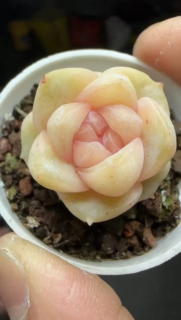 【闪购商品】一物一拍0213—4