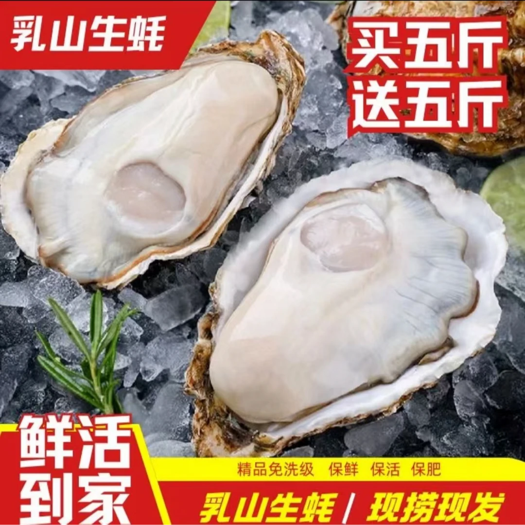 【带箱10斤】正宗乳山鲜活生蚝包鲜包活整箱发货当天捕捞