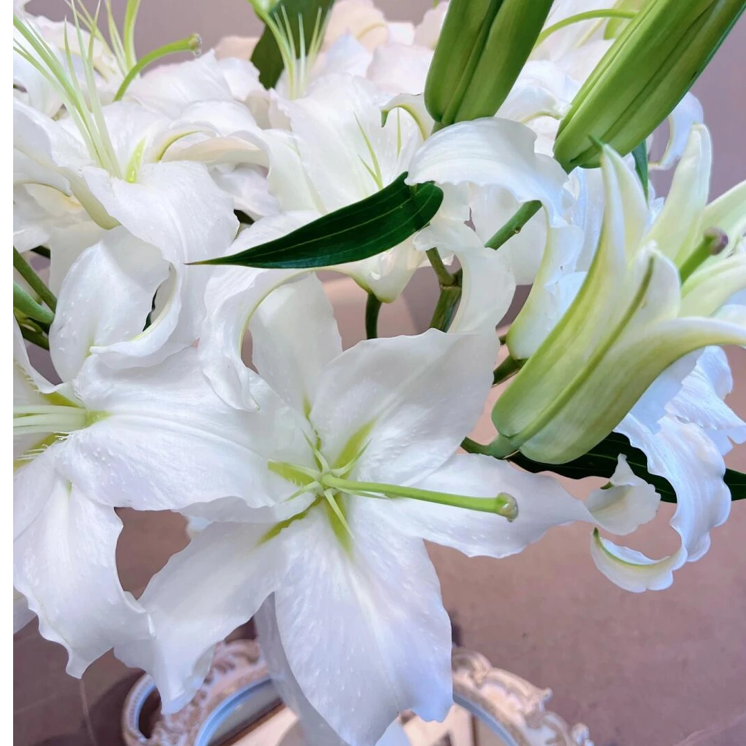 白色香水百合3支6个花苞今天发明天到（全场任意两单京东包邮）