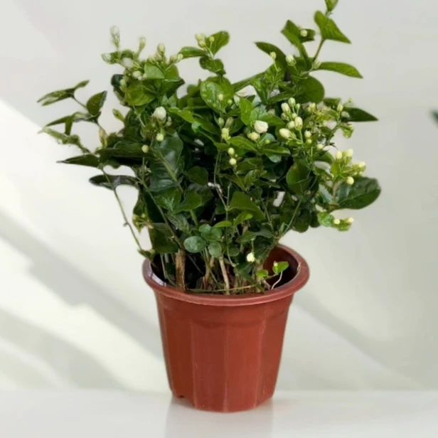 横州重瓣香水茉莉花盆栽地栽阳台绿植花卉开花香好养活