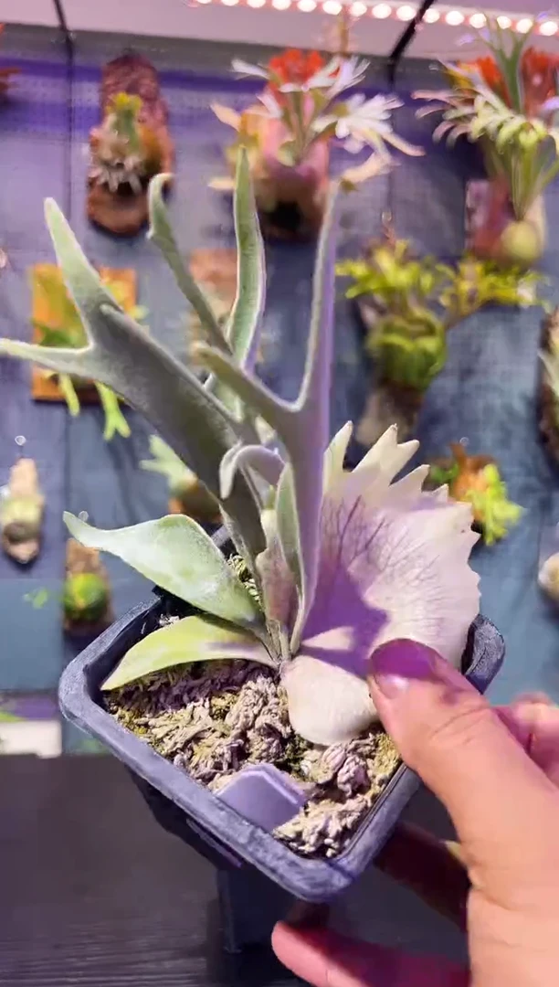 完全开放10.23杯苗编号55 AR