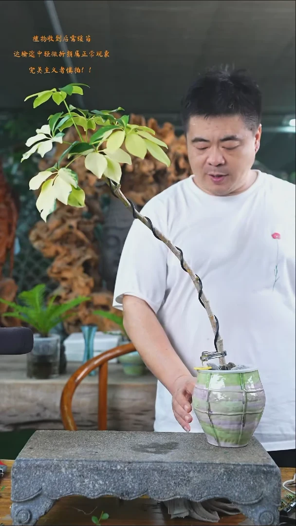 完全开放花叶鸭掌木077+