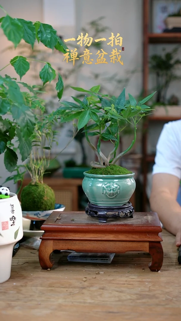 不开花植物珍发财树127