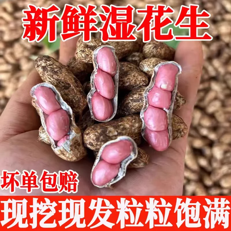 2025年新鲜湿花生湿花生现挖现发农家自种带泥生花生湿带壳