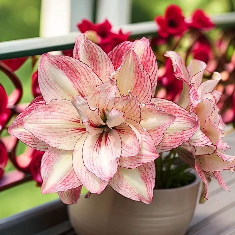 朱顶红【安吉拉】重瓣新手入门皮实好养多年生室内外花卉