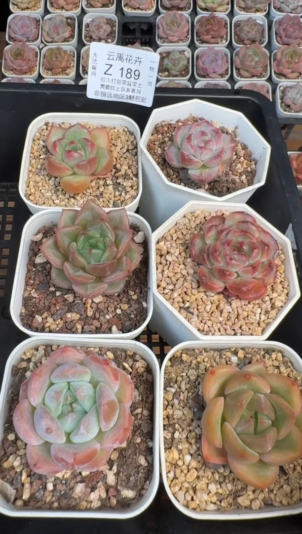 189Z珍妮多肉(6.5cm杯）一物一拍 带盆土发 6颗