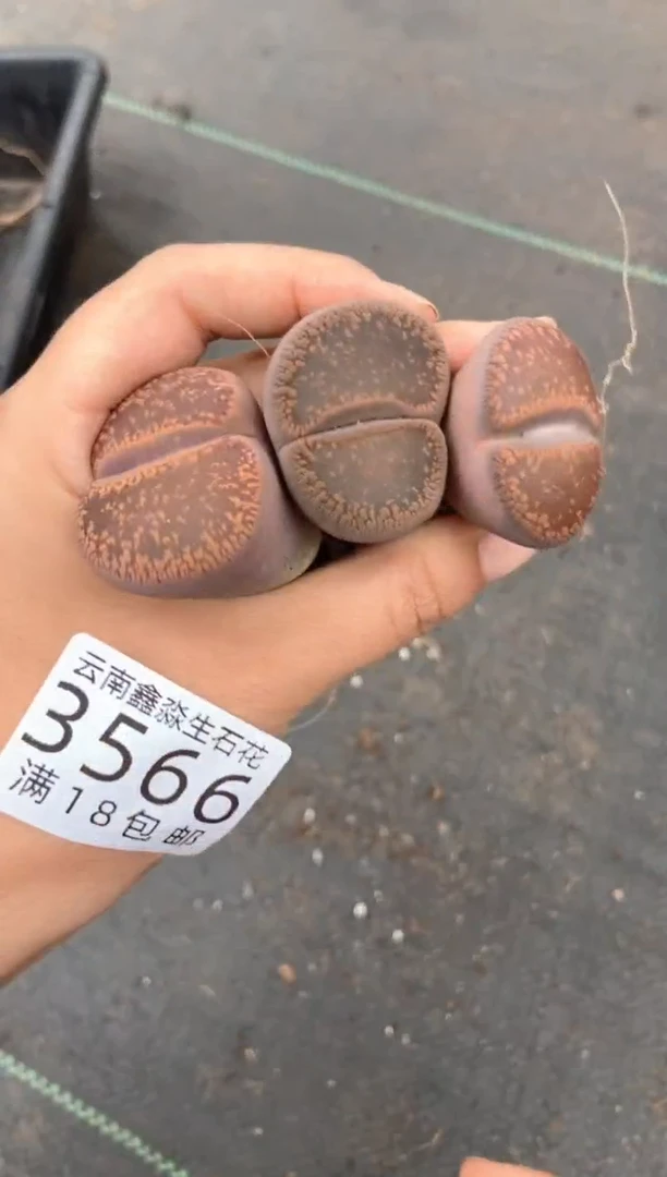 3566特价日轮玉有疤瑕疵发货3颗