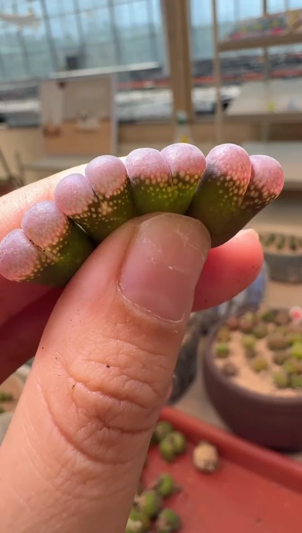14-48多肉植物肉锥一颗