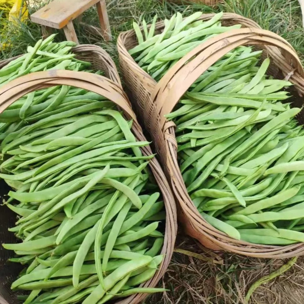 【三扁豆种子】三扁豆角无筋宽扁四季豆架豆芸豆农家菜园蔬菜种子