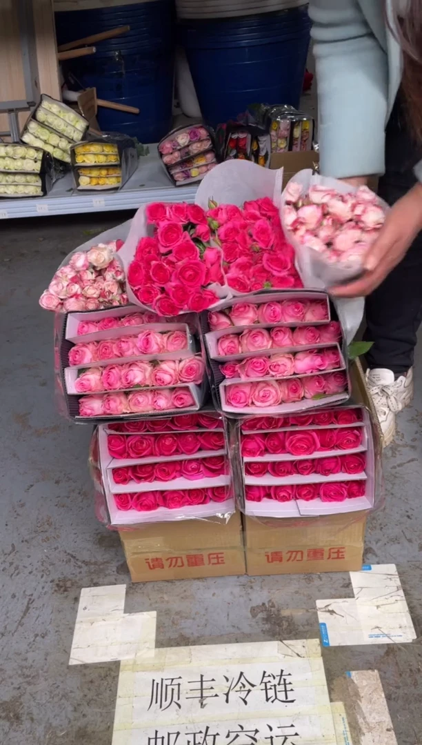 佛洛依德20枝+洛神20枝+折射10枝+苏菲10枝