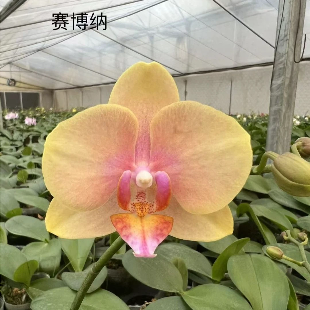 【瑕疵】5.0寸赛博那2花剑带花