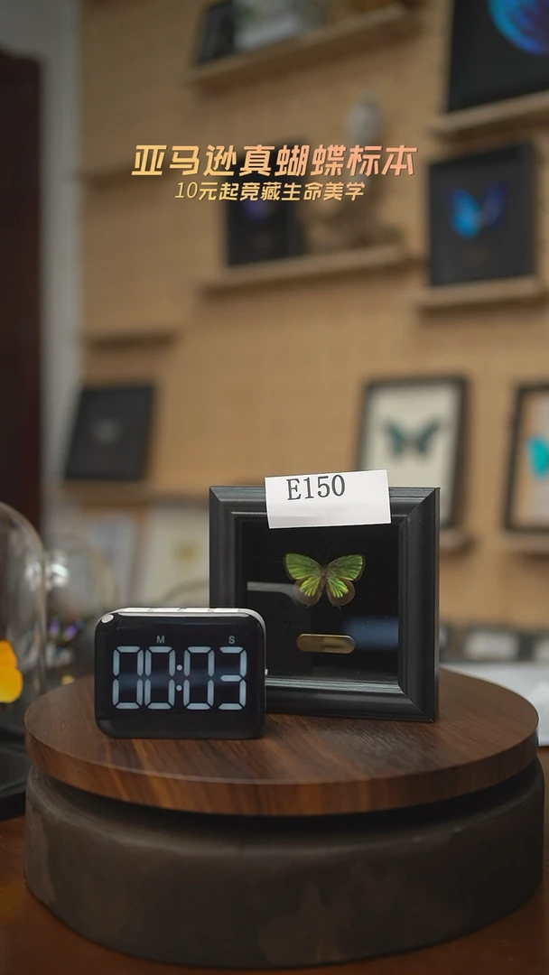 有机玻璃蝴蝶标本E150