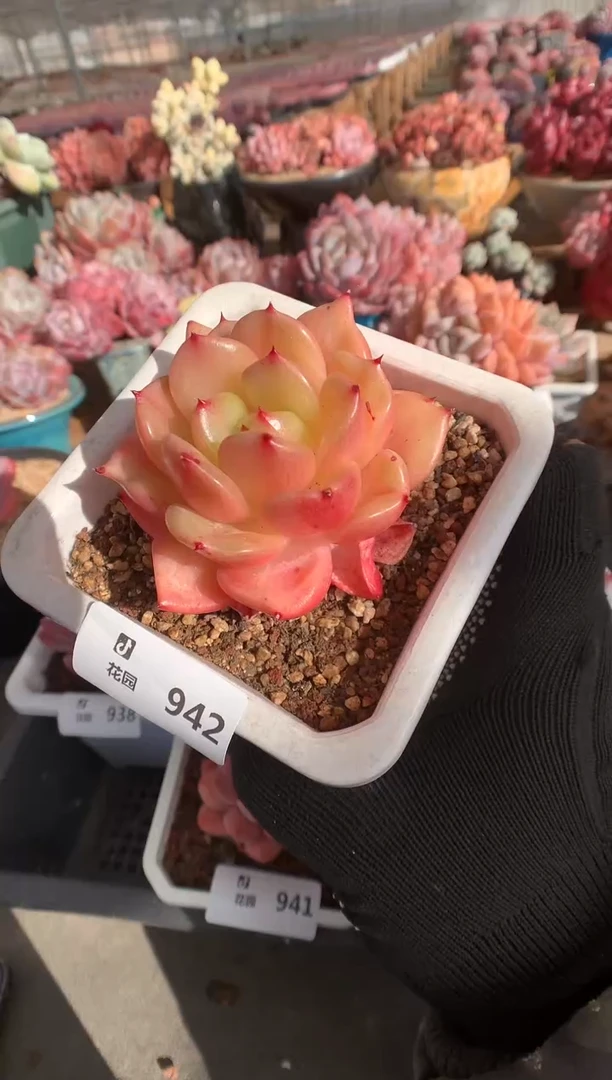 942梦露香奈儿多肉植物一物一拍