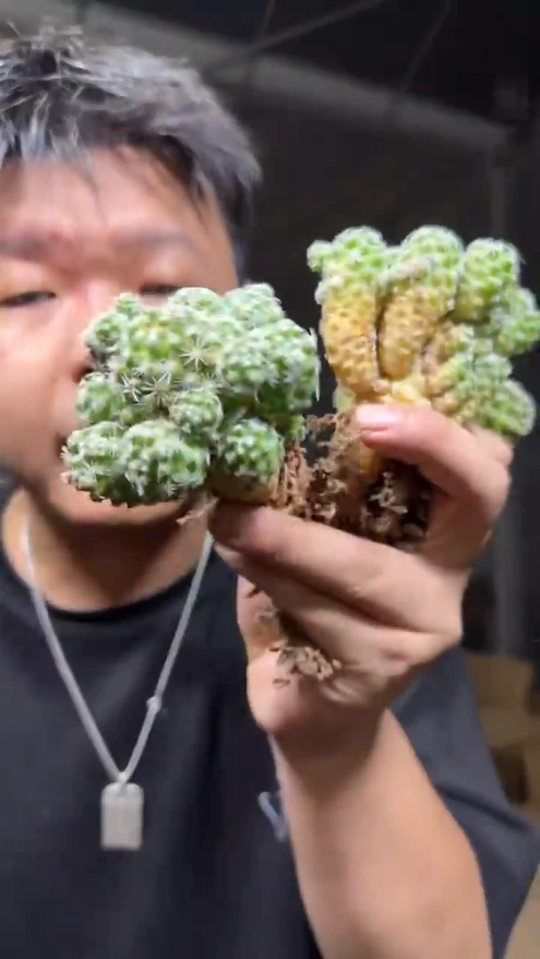 4颗  青鸟群【带根】