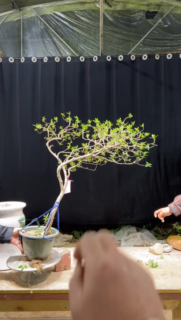 当前无花朵，栽培后可花朵獎* 海岛栀子花