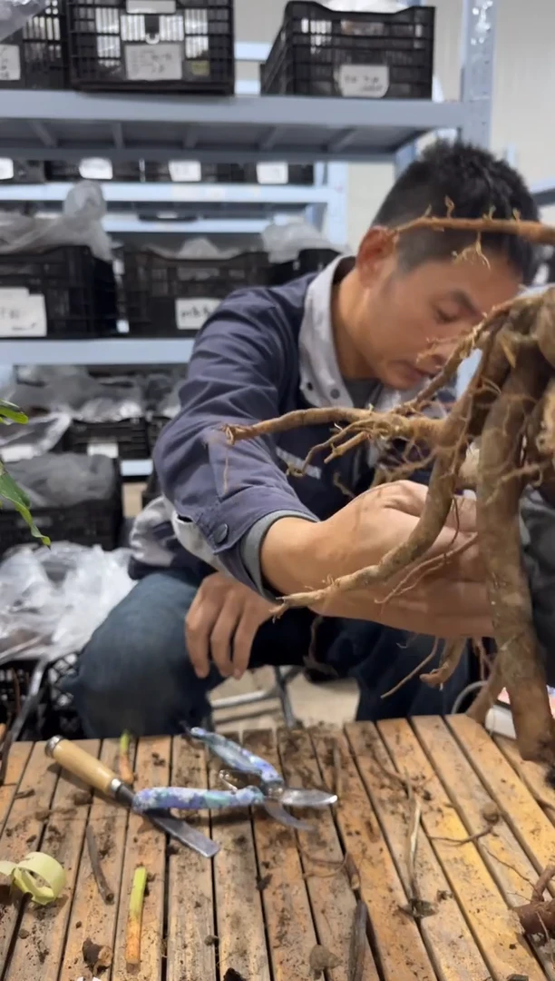 风*风~  39.9   阳光女孩