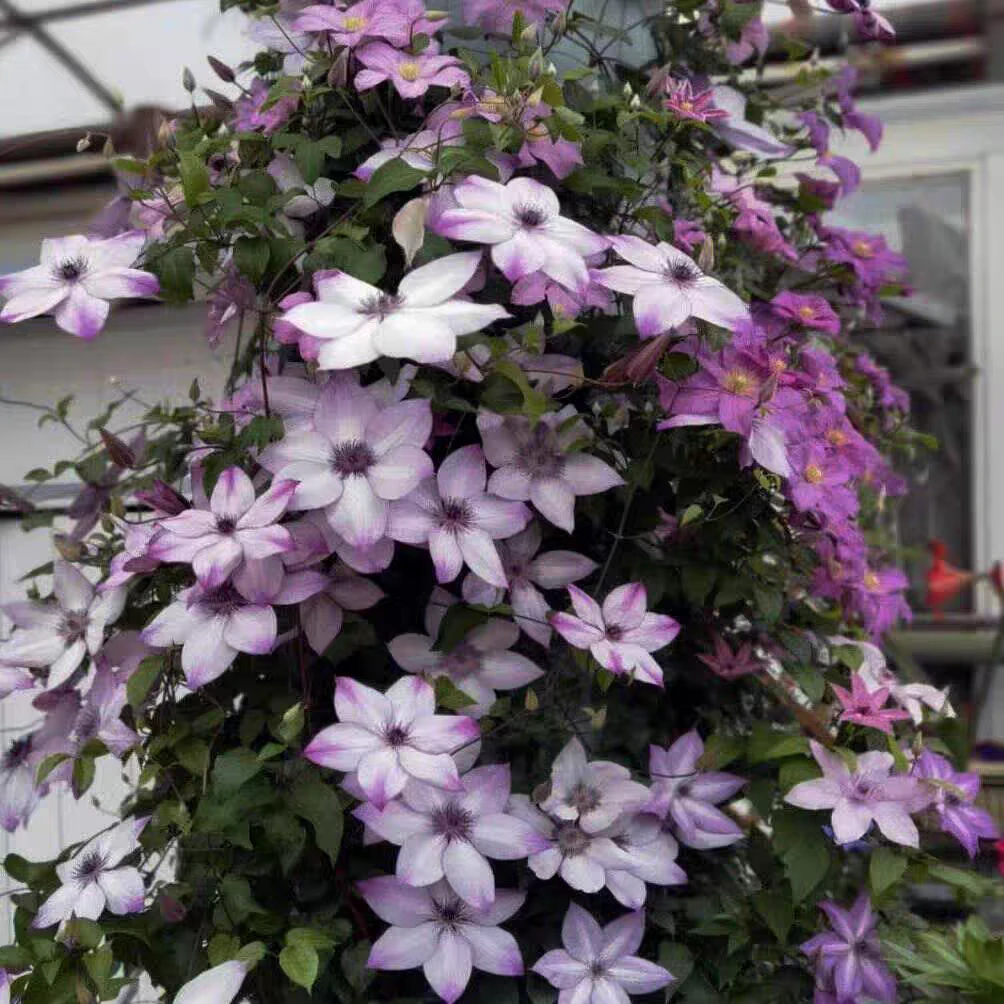 顺丰包邮  美好回忆2加仑盆爬藤铁线莲庭院阳台种植多季节开花