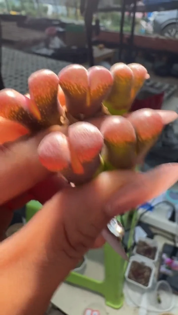 30-66多肉植物肉锥一颗