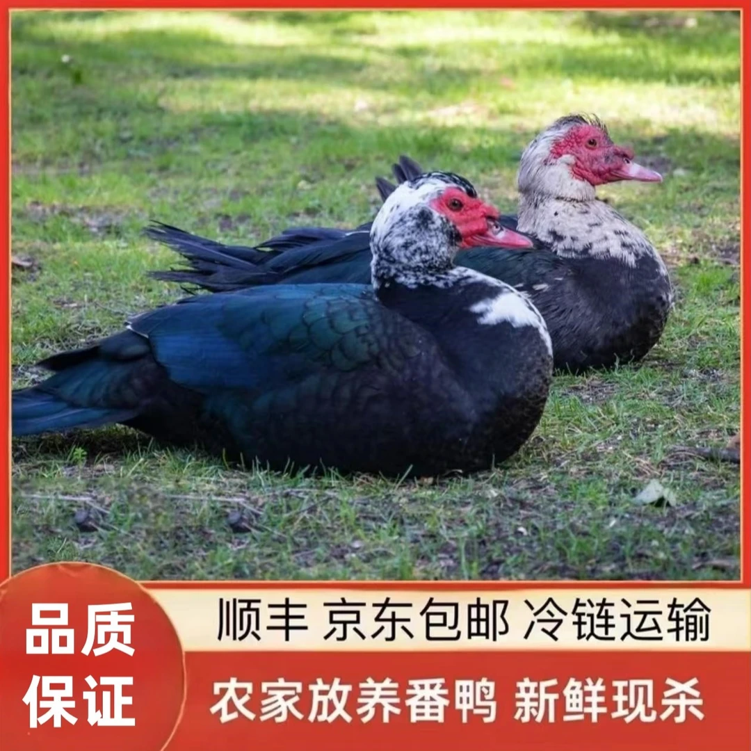 【老兵B】农村散养番鸭 发2只净重共8-9斤 冷链发货