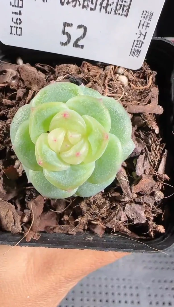 1119-52灵雨群生不包整