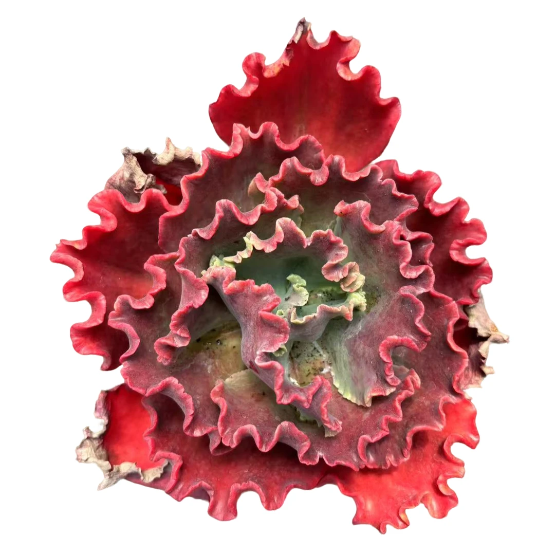 精品红花笠多肉植物精选优质种植售后基地自产自销优选根系