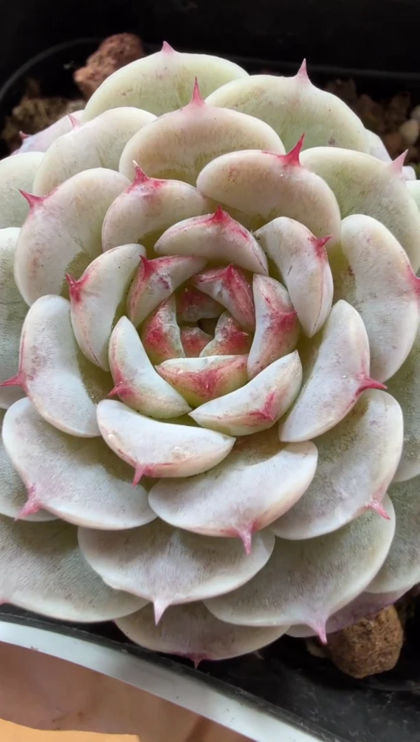 东云多肉园三店-101